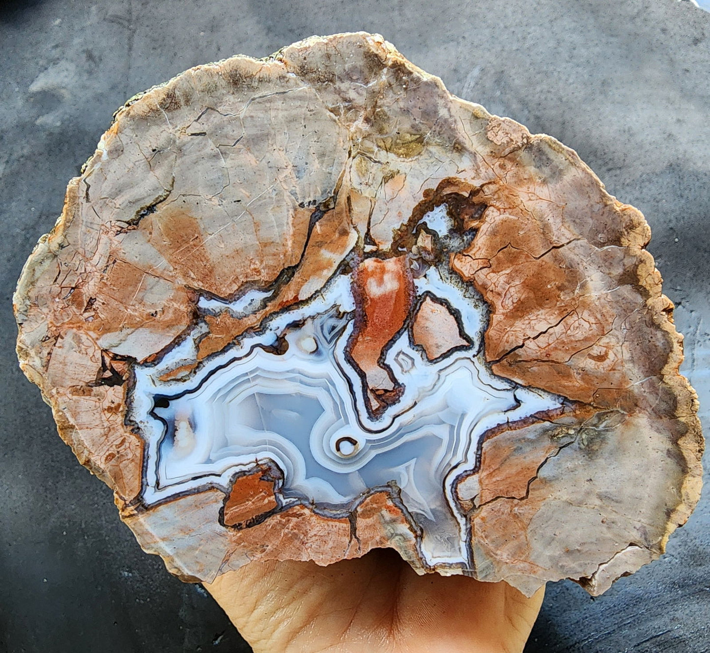 Thunderegg - Decorative Rock - We❤️Rocks