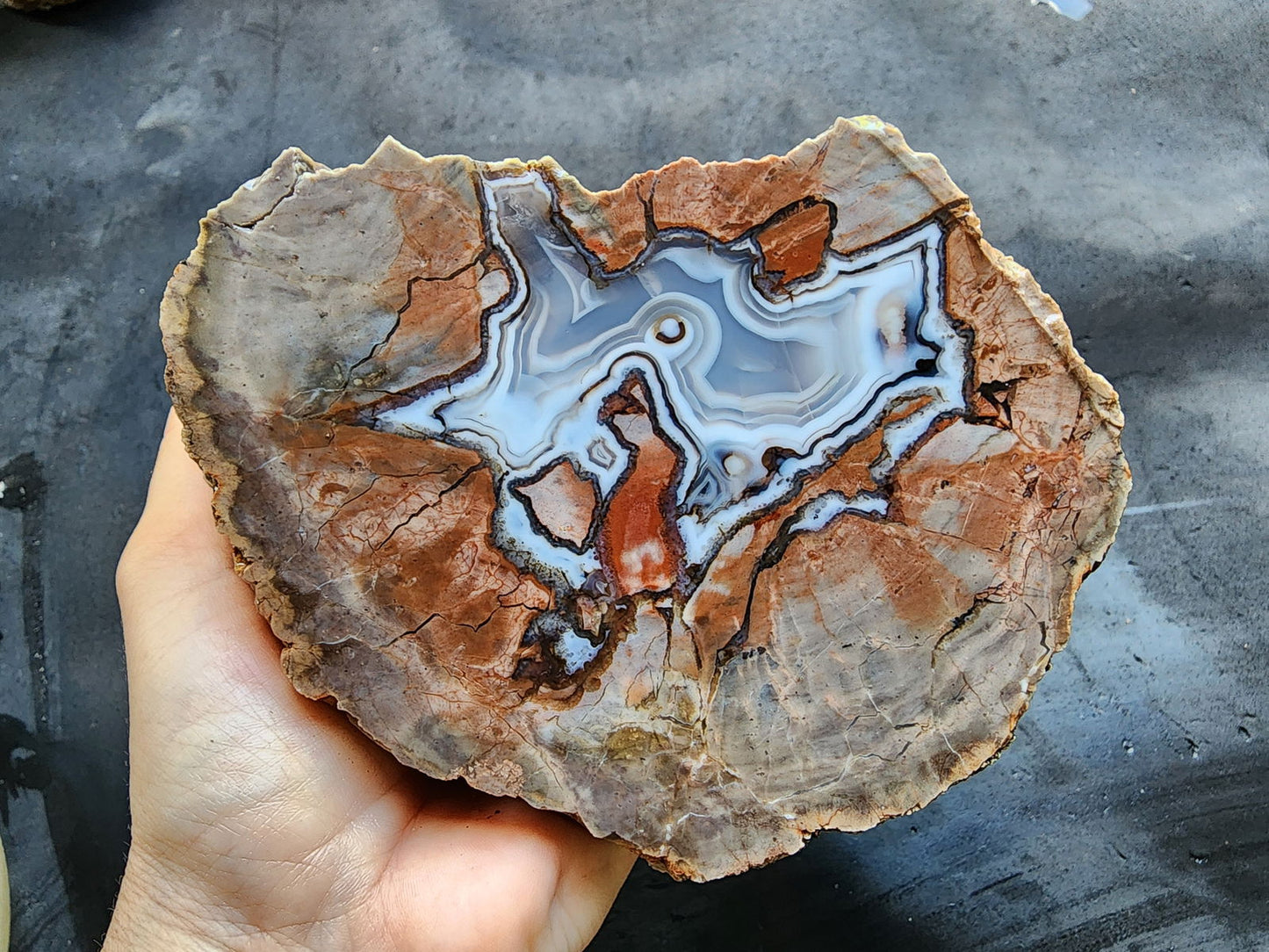 Thunderegg - Decorative Rock - We❤️Rocks