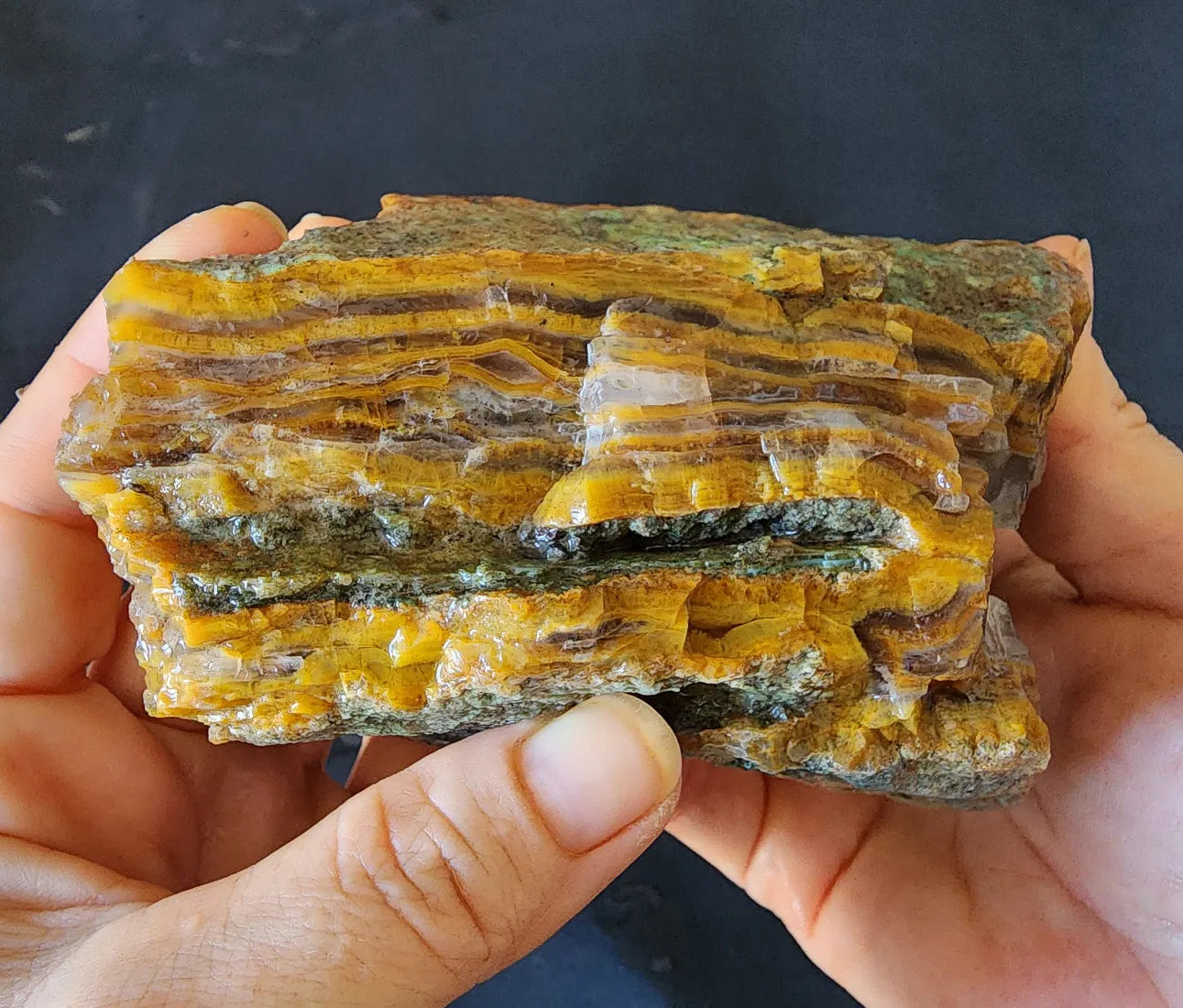 Agatized Petrified Wood