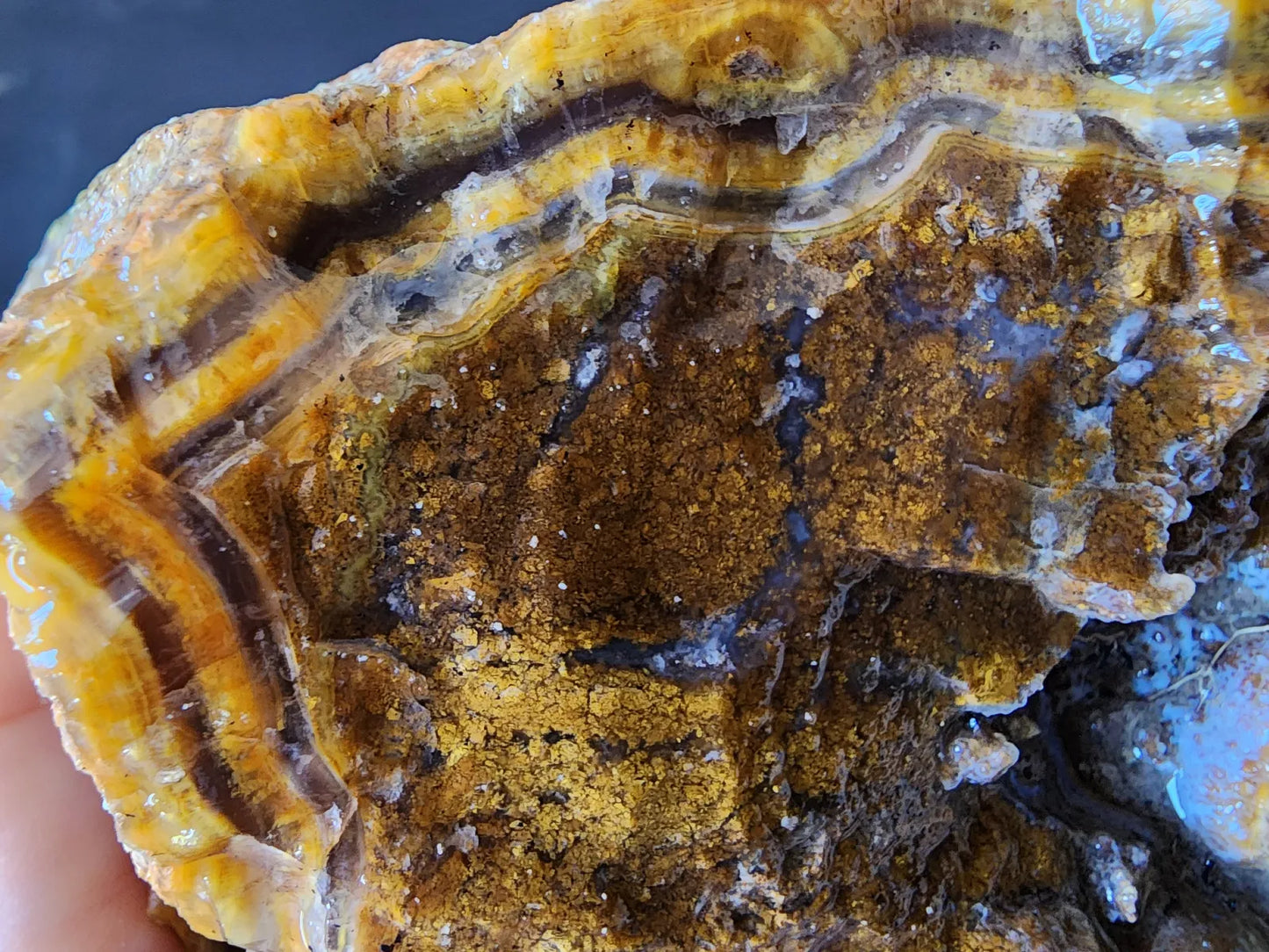 Agatized Petrified Wood