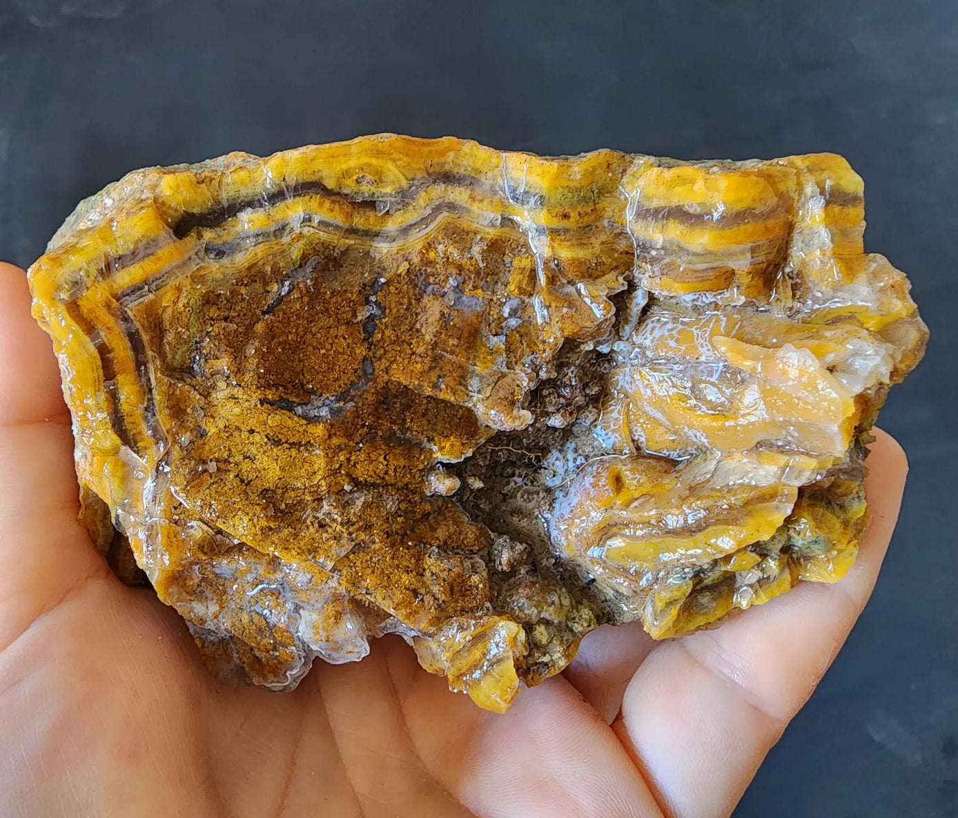 Agatized Petrified Wood