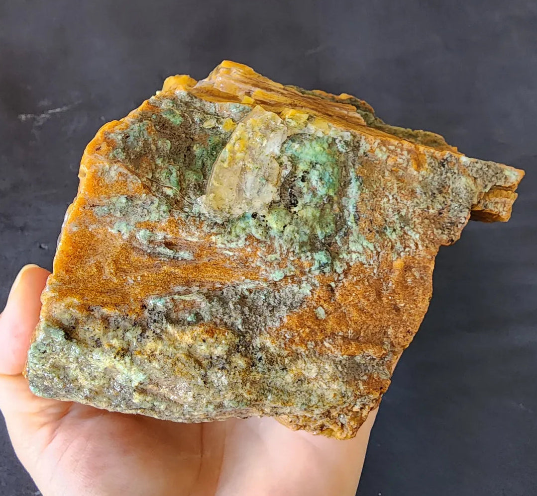 Agatized Petrified Wood