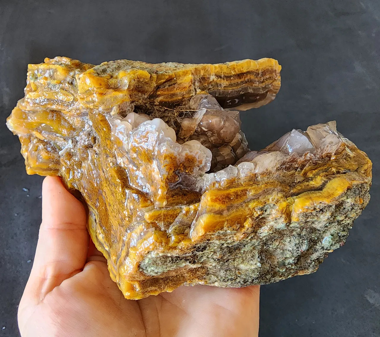 Agatized Petrified Wood