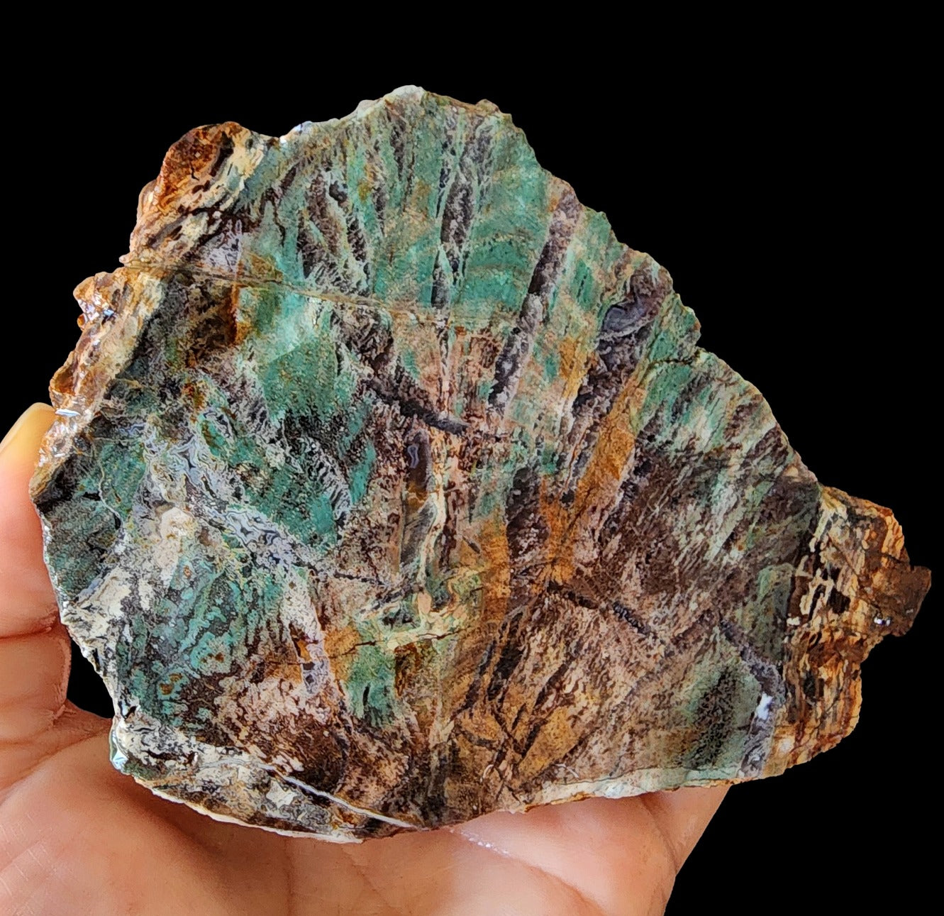 Colla Wood Slab