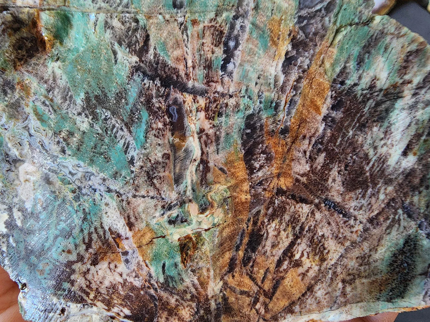 Colla Wood Slab