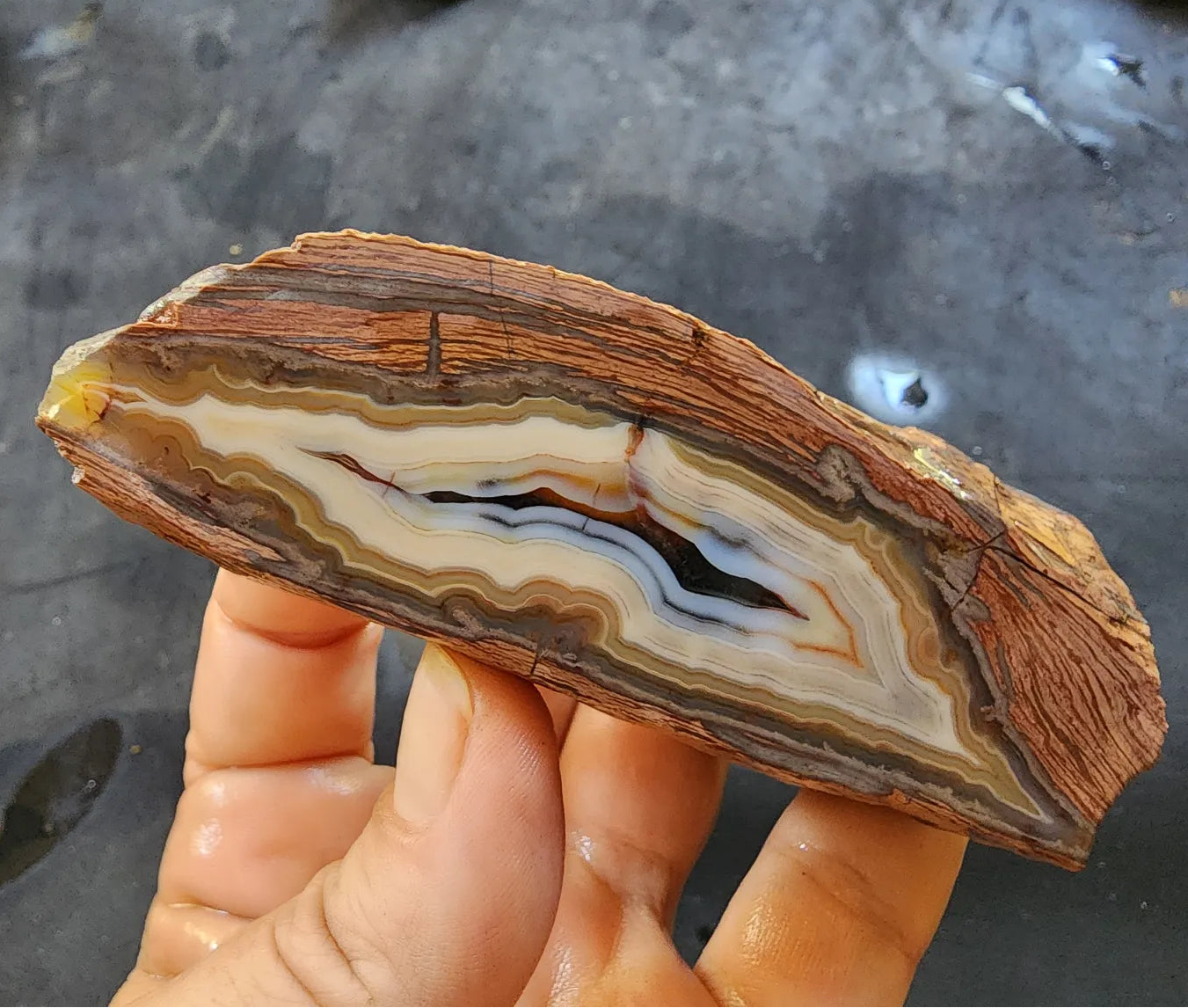 Banded Rhyolite Agate