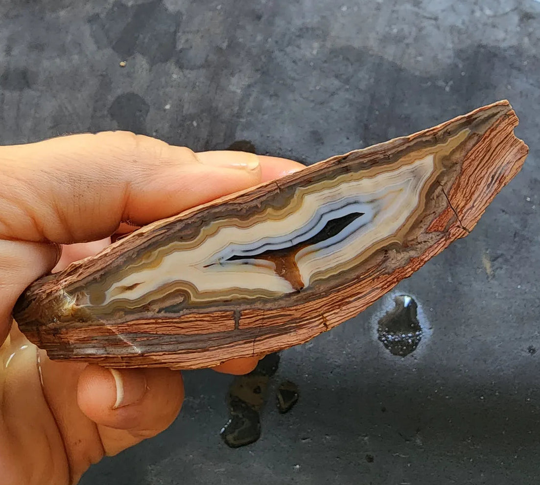 Banded Rhyolite Agate