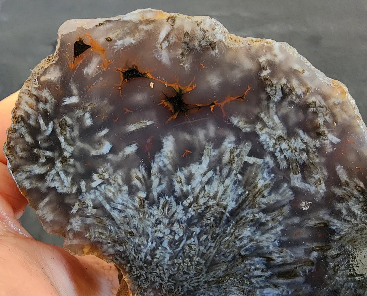 Sagenite Agate