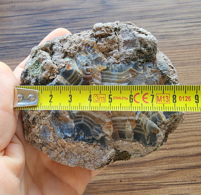 Uncut Thunder Egg - Banded Agate