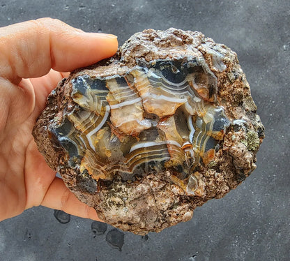 Uncut Thunder Egg - Banded Agate