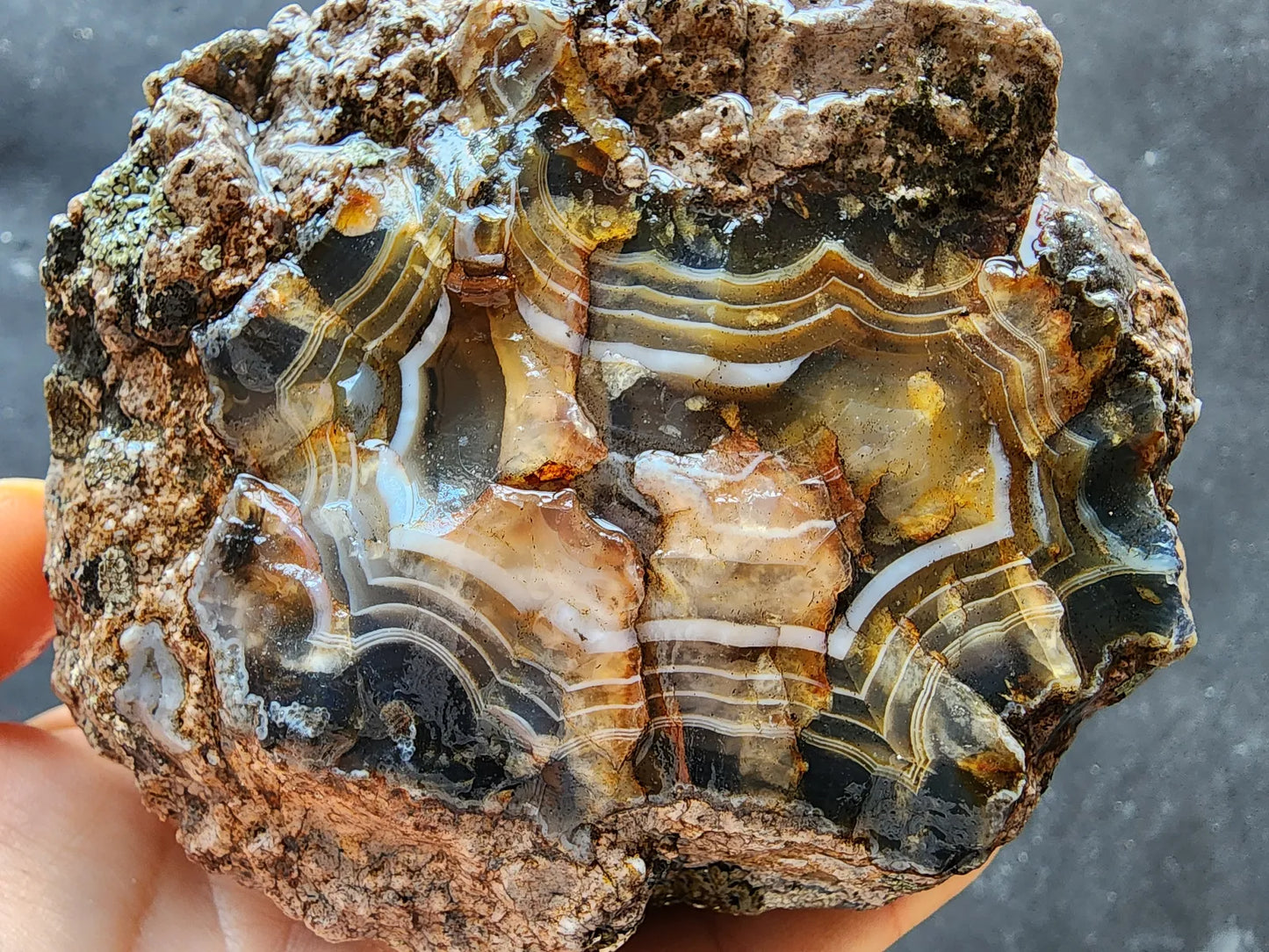 Uncut Thunder Egg - Banded Agate