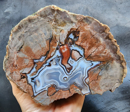 Thunderegg - Decorative Rock - We❤️Rocks