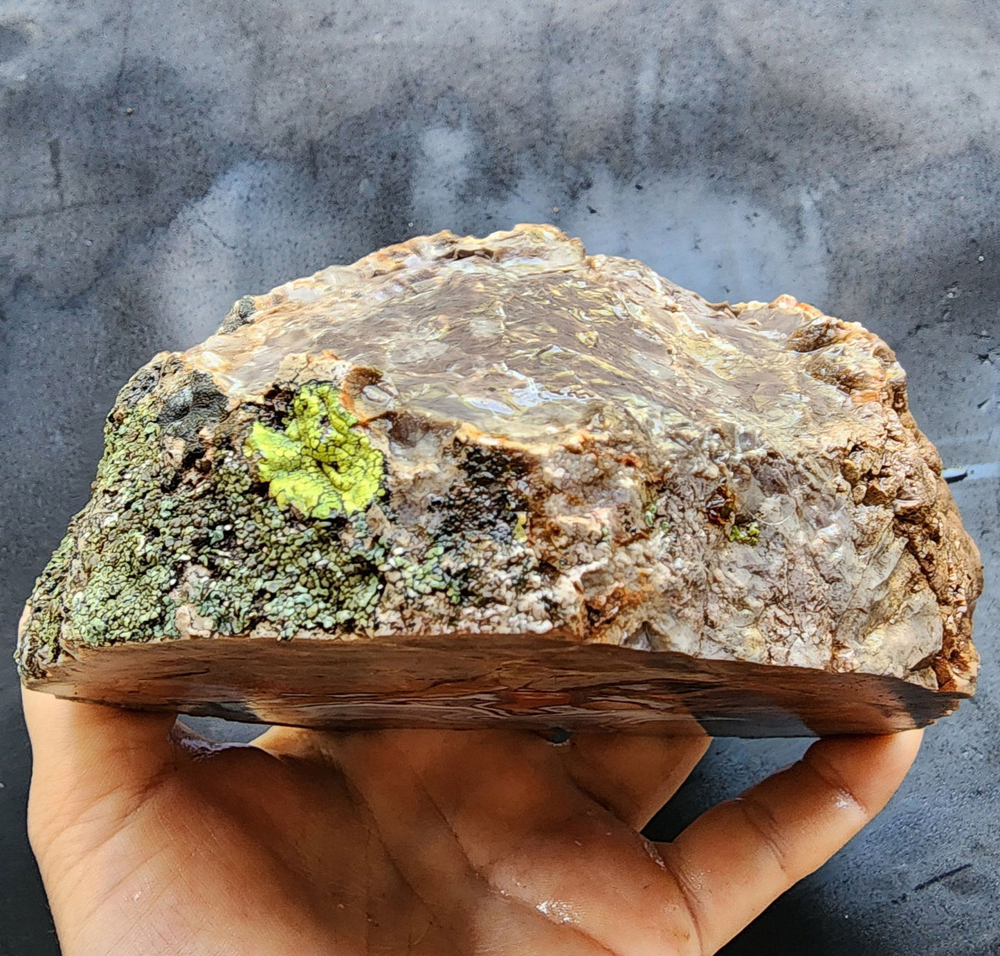 Thunderegg - Decorative Rock - We❤️Rocks