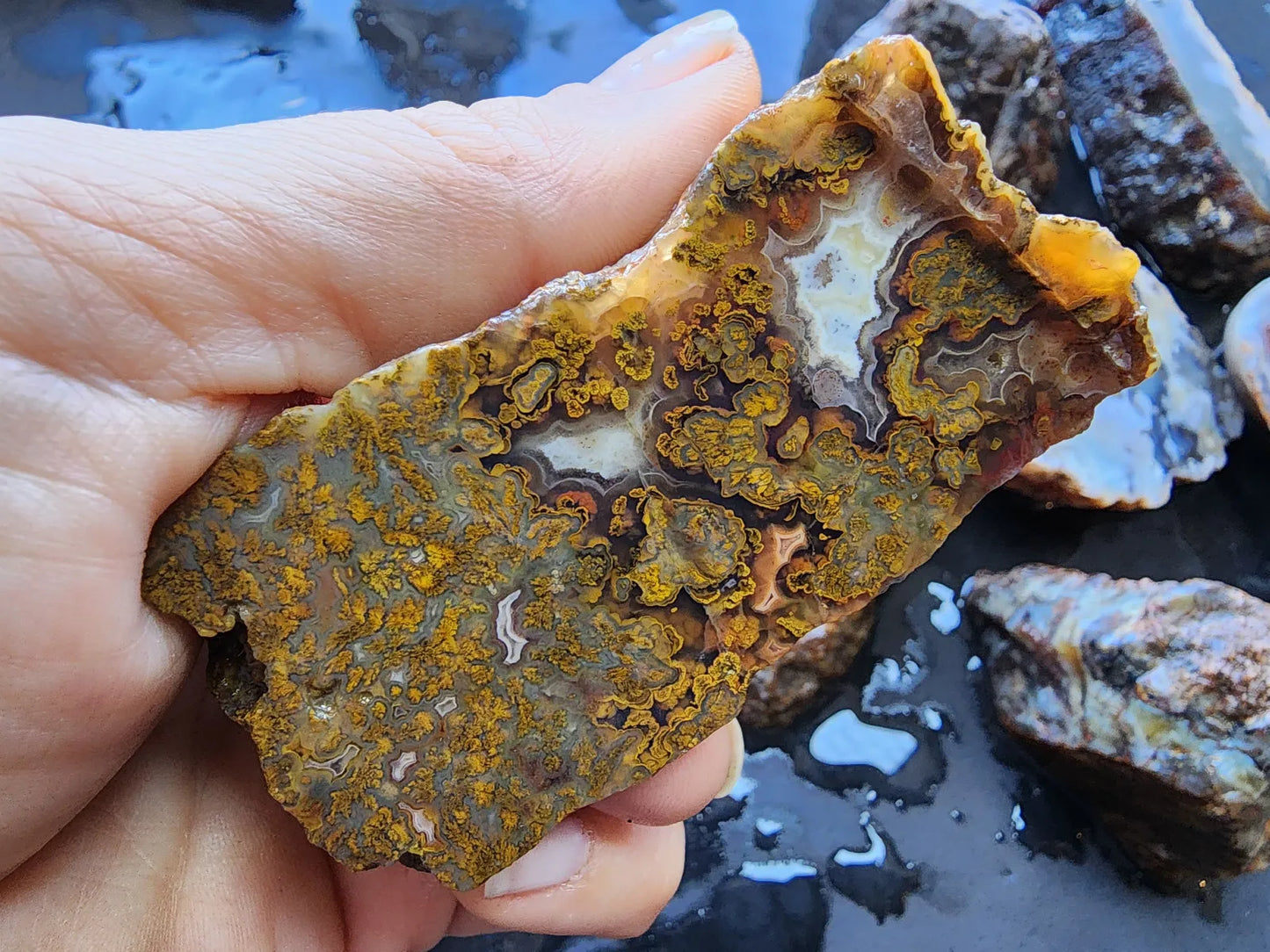 Agate Slices Lot 4.12 lbs