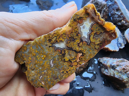 Agate Slices Lot 4.12 lbs