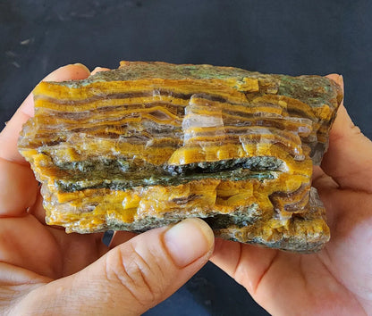 Agatized Petrified Wood