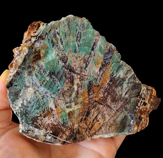 Colla Wood Slab