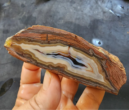 Banded Rhyolite Agate