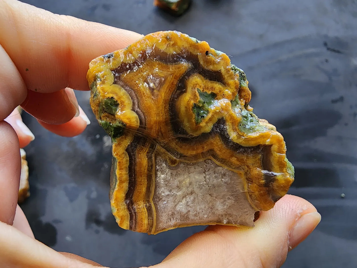 Agatized Wood - Raw Limb Casts  (10.37 oz)