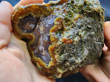 Agatized Wood Log : 4.6 lbs