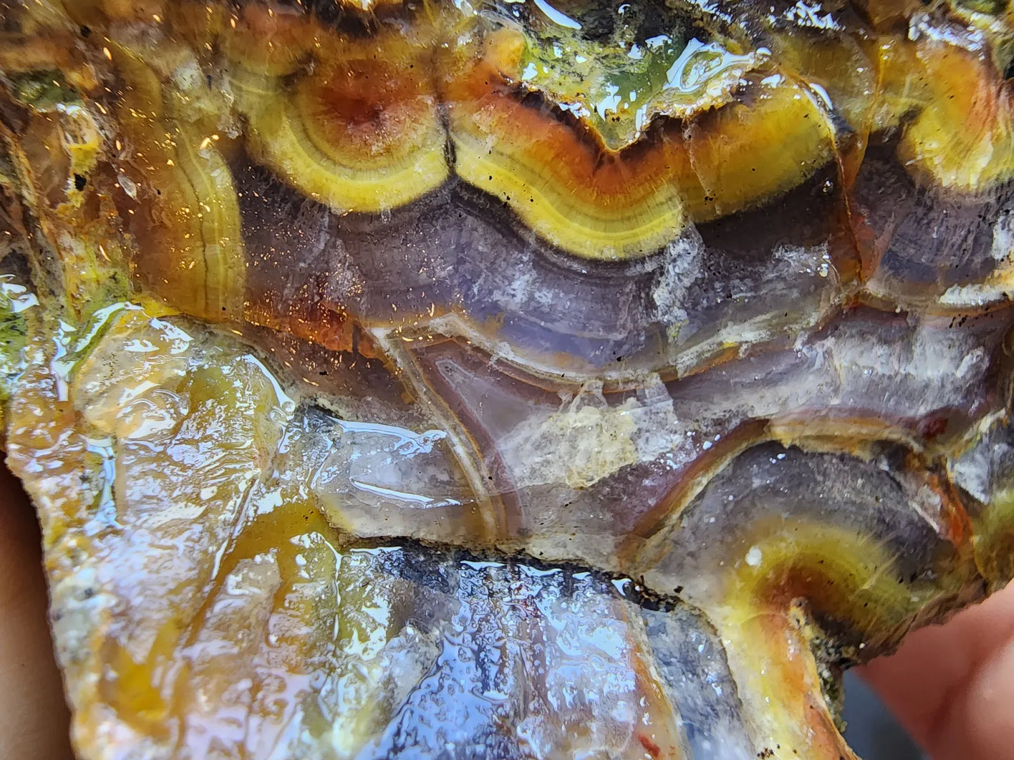 Agatized Wood Log : 4.6 lbs