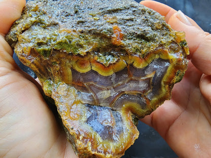 Agatized Wood Log : 4.6 lbs