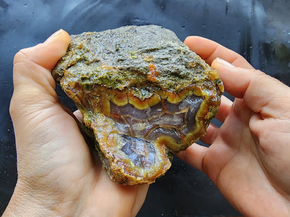 Agatized Wood Log : 4.6 lbs