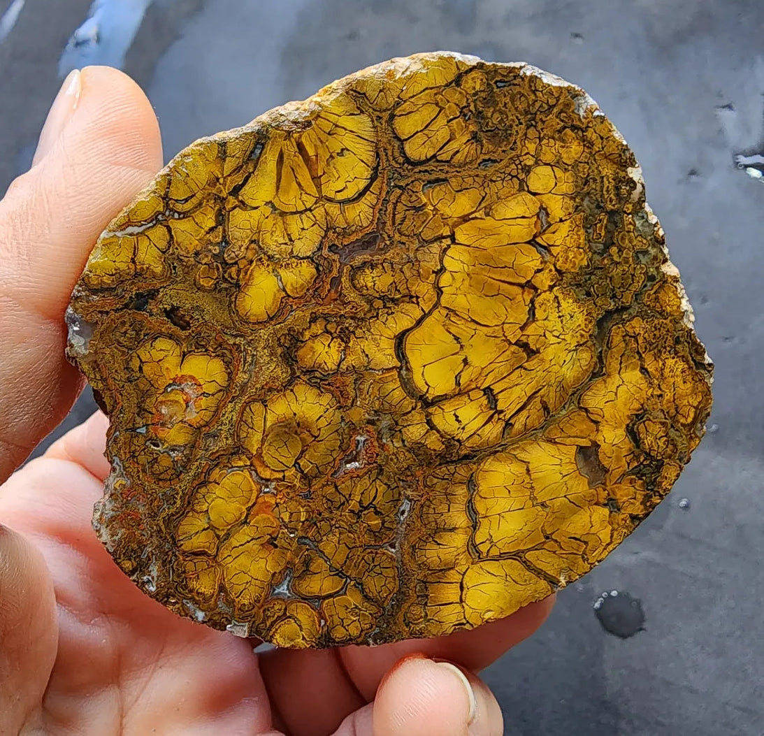 Rare Jasper Agate