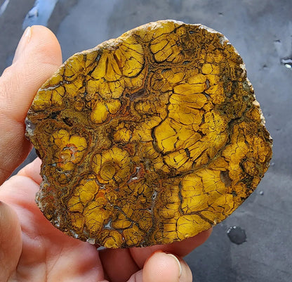Rare Jasper Agate