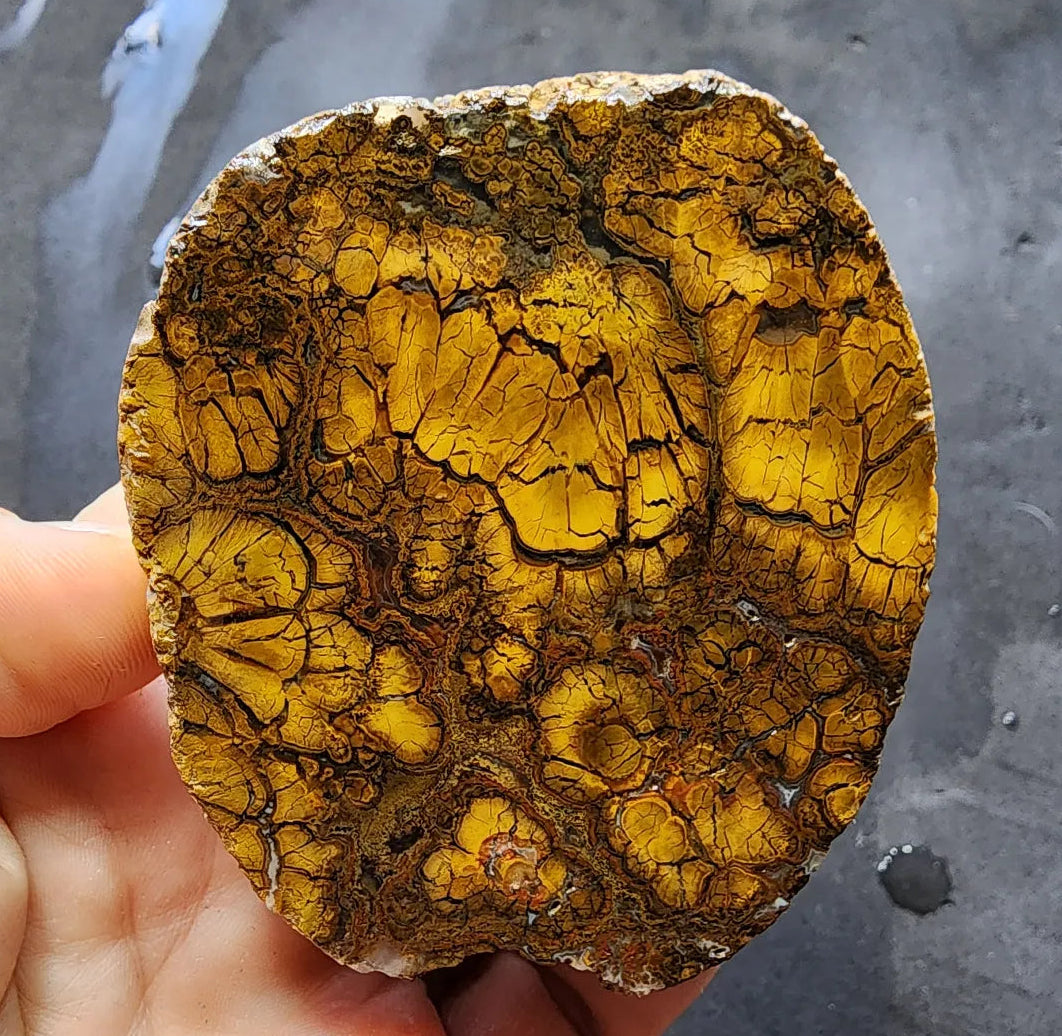 Rare Jasper Agate
