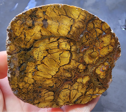 Rare Jasper Agate