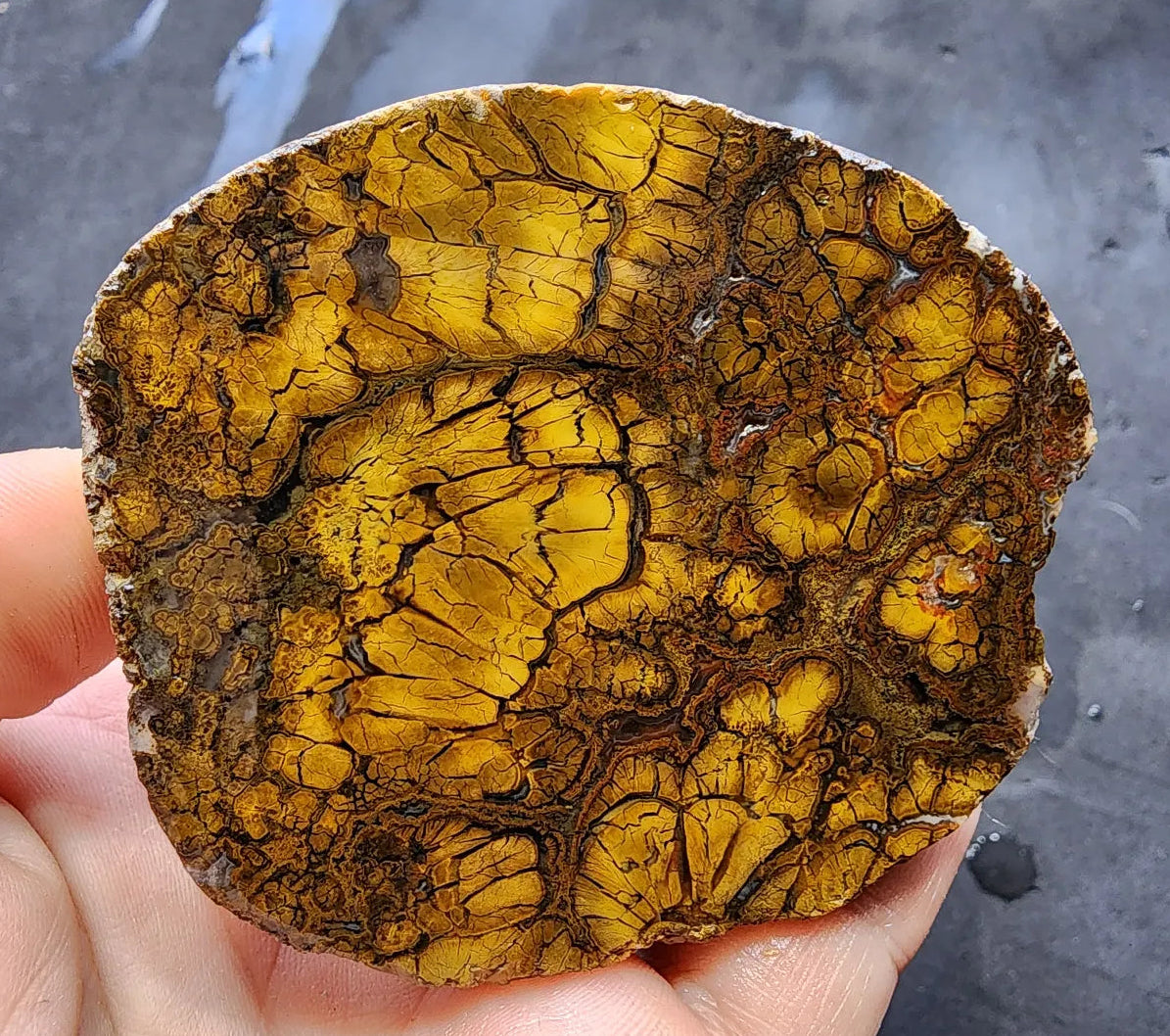 Rare Jasper Agate